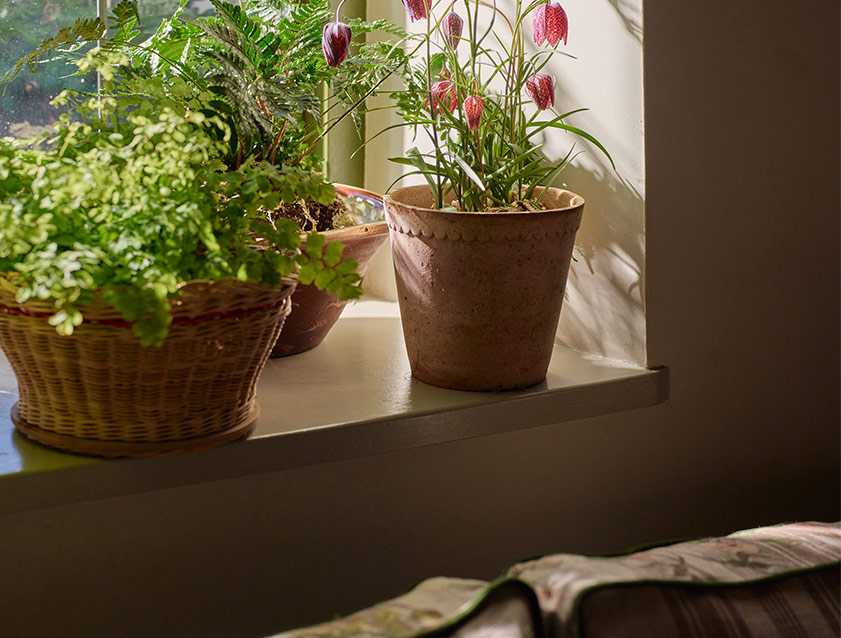 Spill Resistant RHS Etta's Bouquet Alba Truffle